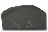 Pyritized Triarthrus Trilobite with Appendages - New York #383764-1
